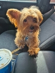 Yorkies in Tyler County
