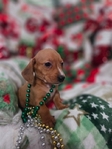 Beautiful Dachshund Puppies