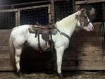 Grade Paint Gelding