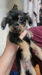 Adorable puppies looking for their fur-ever homes!!