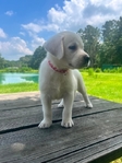 Cream White English Labrador Retriever Puppies