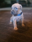 Cane Corso puppies!