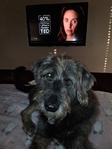 Male dog