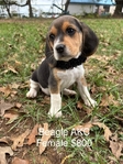 Beagle Puppies AKC