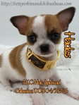 AKC Applehead Smooth Coat Chihuahuaa