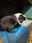 4 female guinea pigs for sale
