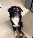 AKC registered Mini Australian Shepherd