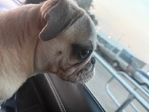 Pug Puppy