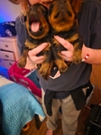 Akc Rottweiler PUPPYS