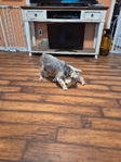 Female Miniature Schnauzer