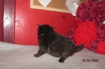ragdoll kittens for sale