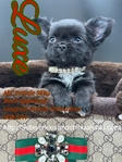 AKC  Stunning Longcoat Micro Chihuahuas