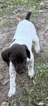 Pure bred GSP Puppies Ready to go