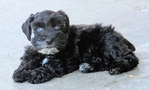 AKC Reg Miniature schnauzer