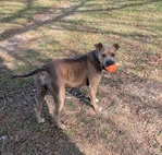 Female bully breed looking for a loving home