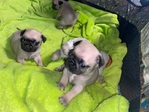 Easter Pug Puppies Ready for a forever home
