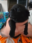 Black pug puppies