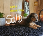 AKC Mini Long-Haired Dachshund Puppies - 3 Available