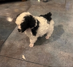 Cutest Easter Pups! Tiny, Ready to go!