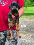AKC Doberman Pinscher puppies