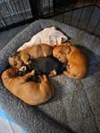 AKC Registered Miniature Dachshund Puppies