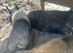 Kune kune pigs