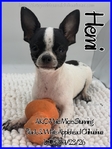 Exceptional Male AKC Applehead Chihuahuas