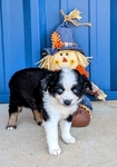 Miniature Australian Shepherd blue eyed male