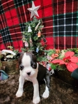 Miniature Boston Terrier Puppies!
Perfect for Christmas!!