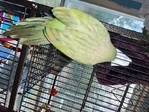 Quaker Parrots & parakeets (3 for sale of each)
