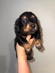 Mini Long Hair Dachshunds