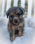 Aussie poodle puppies