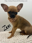 AKC XTiny Male Chihuahuas