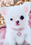 Teacup & Tiny Toy Chihuahua puppies