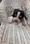 Beagle Puppies AKC