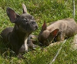 French Bulldog Puppies/Dogs