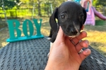Mini dachshunds