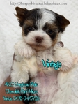 AKC Micro Male Chocolate Parti & Chocolate & Tan Yorkies