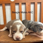 Beagle Puppies AKC