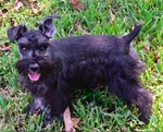 CKC Female Schnauzer Puppy