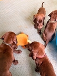 Lab/GSP mix! 7 weeks old vaccinated and wormed puppies!