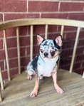 Apple head Chihuahua puppies AKC.