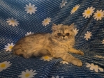 Persian Kittens