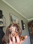 Ckc registered long-haired miniature dachshunds