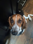 Basset Hound
