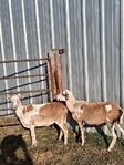 Sheep for sale