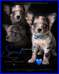 AKC Longcoat Merle & Smooth Coat Blue Male Chihuahuas