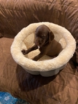 German shorthair Pointers