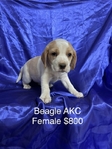 Beagle AKC Puppies