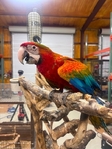 Baby Flame Macaw